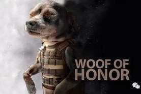 娱乐吃瓜汪星人是谁,网络红星的崛起之路